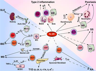 Roles of IL-25 in Type 2 Inflammation and Autoimmune Pathogenesis